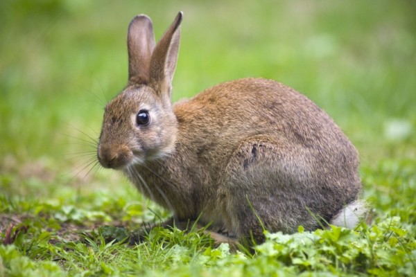 информация о кроликах